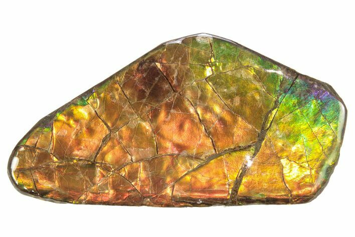 Iridescent Ammolite (Fossil Ammonite Shell) - Rainbow Colored #265163